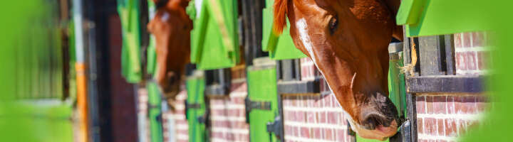 stallbedarf kategorieeinstiegsbanner